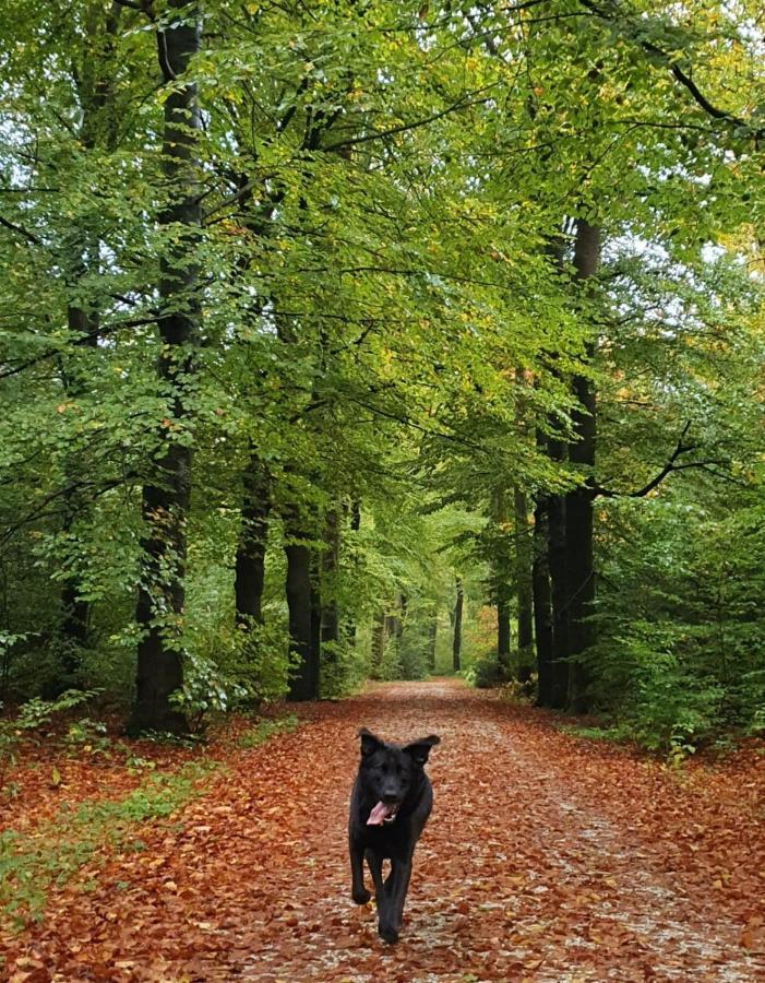 Luxe Vakantiebungalow Met Omheinde Tuin Voor Hond En Kinderen Dirkshorn 외부 사진
